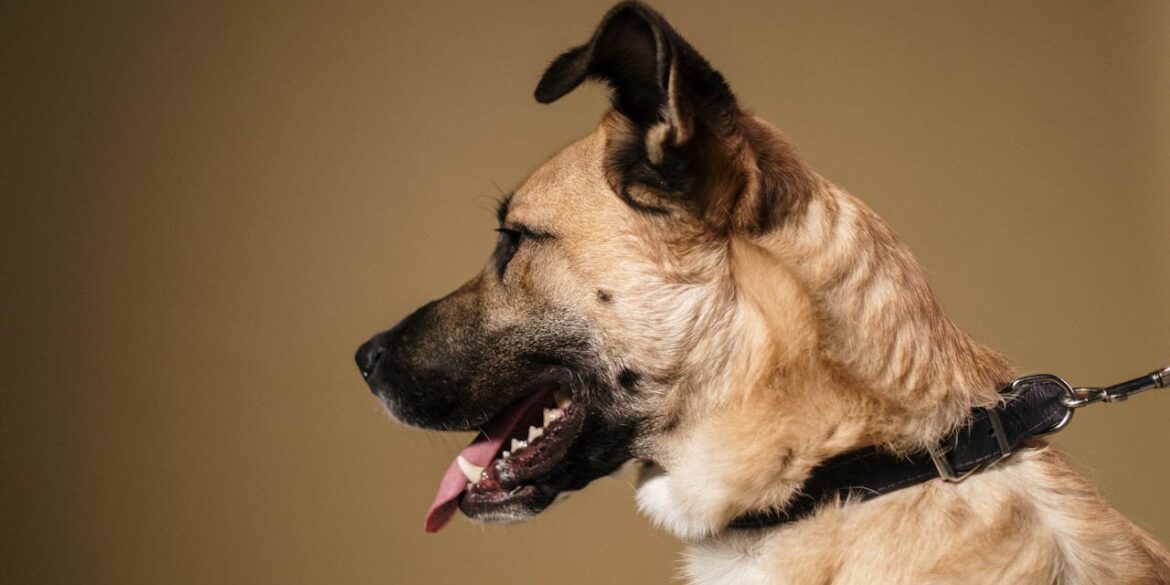 Photo by cottonbro studio: https://www.pexels.com/photo/brown-and-black-dog-in-plain-background-6568477/