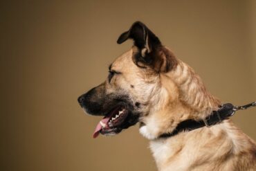 Photo by cottonbro studio: https://www.pexels.com/photo/brown-and-black-dog-in-plain-background-6568477/