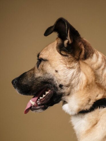 Photo by cottonbro studio: https://www.pexels.com/photo/brown-and-black-dog-in-plain-background-6568477/
