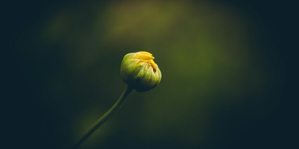 Photo by Rafael Rodrigues: https://www.pexels.com/photo/close-up-of-a-yellow-flower-bud-16841960/