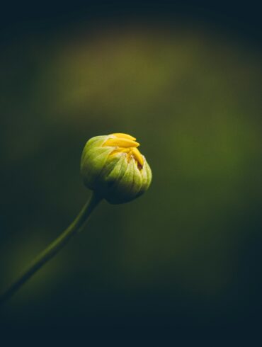 Photo by Rafael Rodrigues: https://www.pexels.com/photo/close-up-of-a-yellow-flower-bud-16841960/