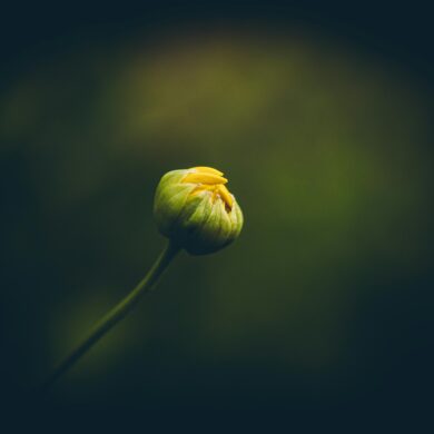 Photo by Rafael Rodrigues: https://www.pexels.com/photo/close-up-of-a-yellow-flower-bud-16841960/