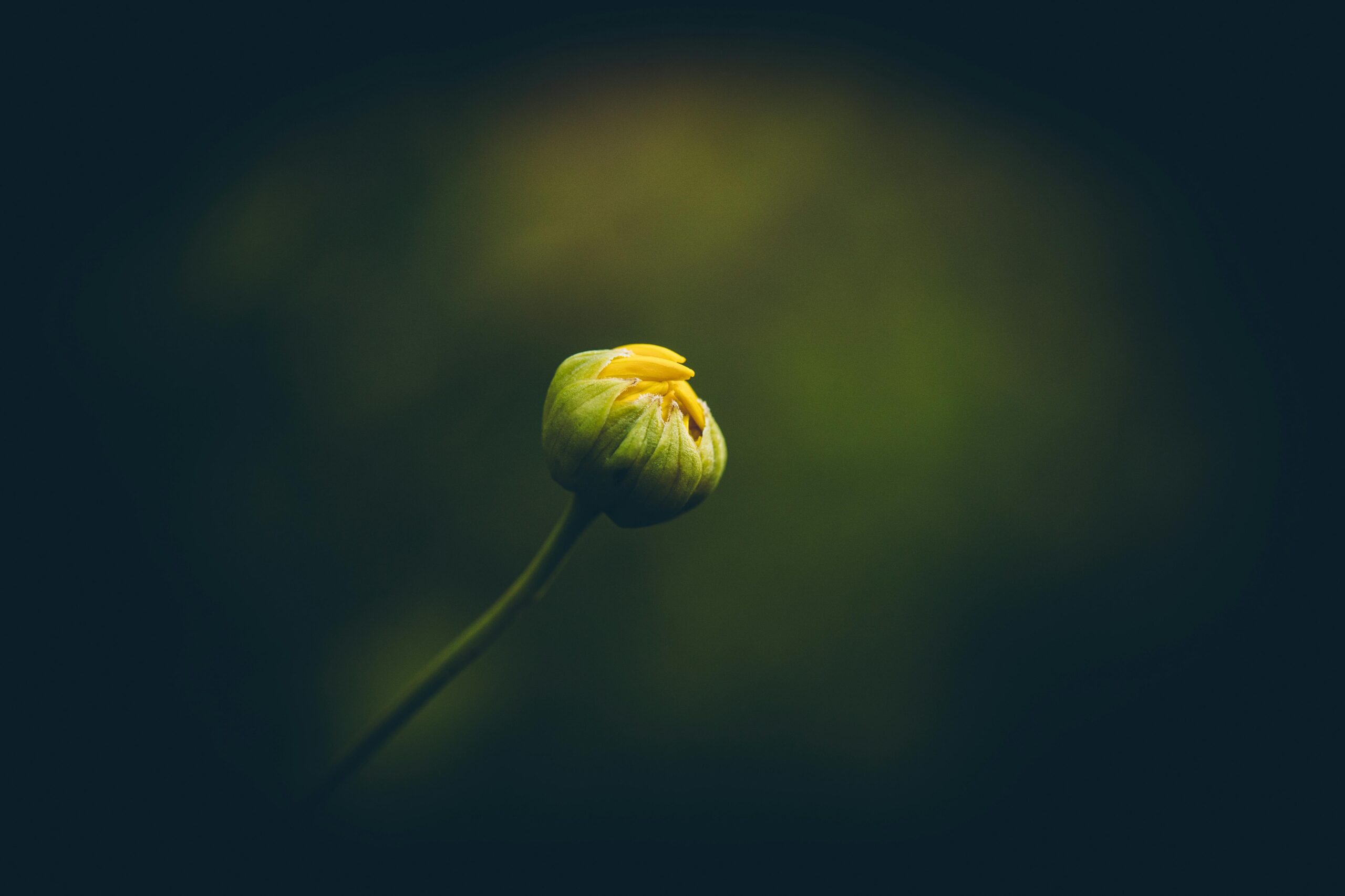 Photo by Rafael Rodrigues: https://www.pexels.com/photo/close-up-of-a-yellow-flower-bud-16841960/