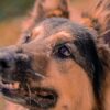 Photo by Nano Erdozain: https://www.pexels.com/photo/portrait-of-a-dog-18058221/