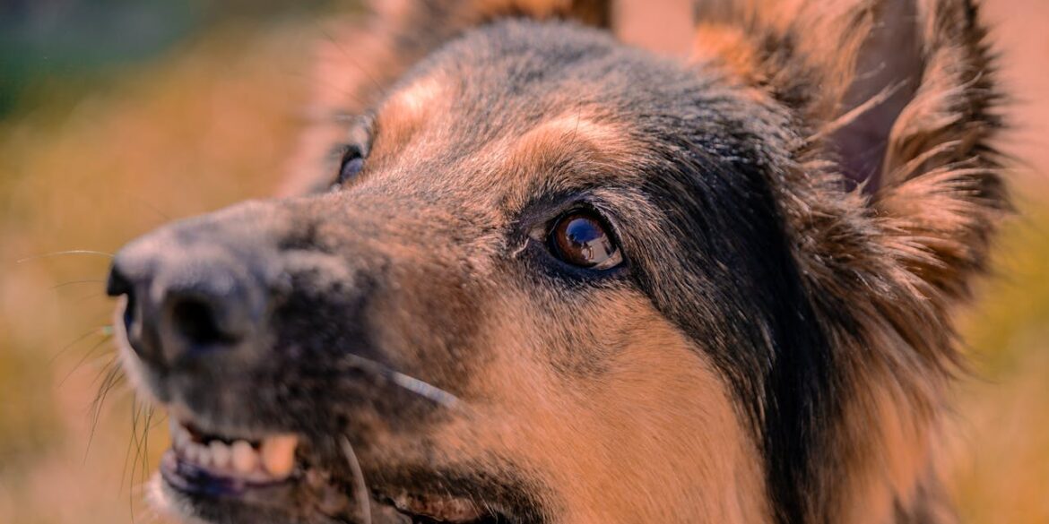 Photo by Nano Erdozain: https://www.pexels.com/photo/portrait-of-a-dog-18058221/