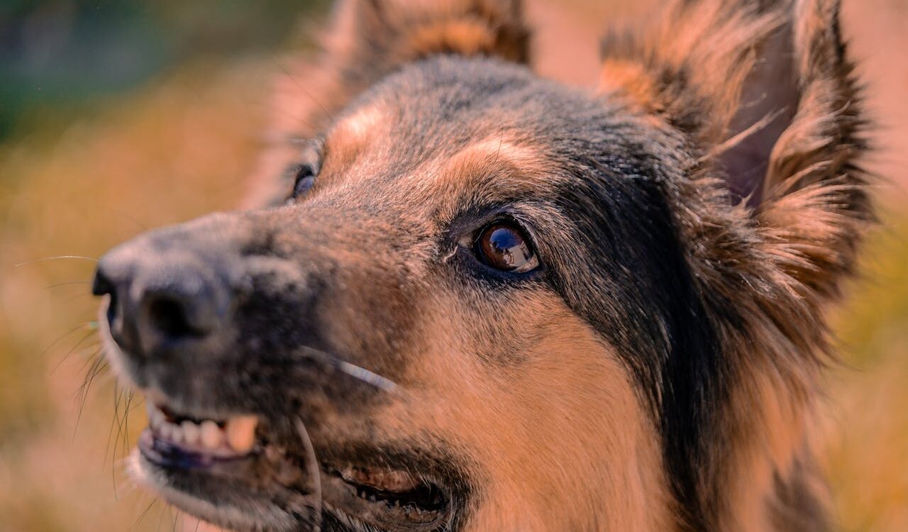 Photo by Nano Erdozain: https://www.pexels.com/photo/portrait-of-a-dog-18058221/
