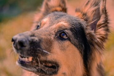 Photo by Nano Erdozain: https://www.pexels.com/photo/portrait-of-a-dog-18058221/