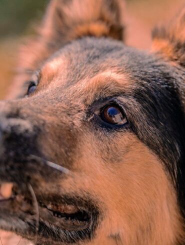 Photo by Nano Erdozain: https://www.pexels.com/photo/portrait-of-a-dog-18058221/