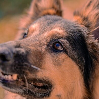 Photo by Nano Erdozain: https://www.pexels.com/photo/portrait-of-a-dog-18058221/